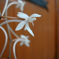 Aerangis appendiculata