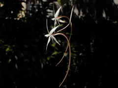 Aerangis arachnopus