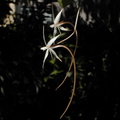 Aerangis arachnopus