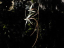 Aerangis arachnopus