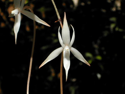 Aerangis arachnopus