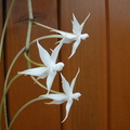 Aerangis brachycarpa