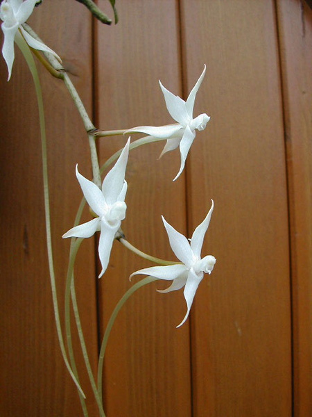 Aerangis brachycarpa