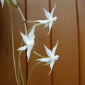 Aerangis_brachycarpa6.jpg