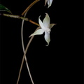 Aerangis brachycarpa