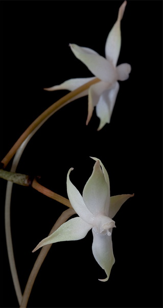 Aerangis_brachycarpa8.jpg