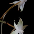 Aerangis brachycarpa