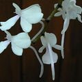 Aerangis citrata