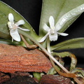 Aerangis macrocentra