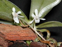 Aerangis macrocentra