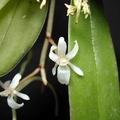 Aerangis macrocentra