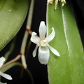 Aerangis macrocentra