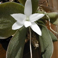 Aerangis fastuosa