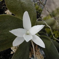 Aerangis fastuosa