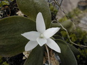 Aerangis fastuosa