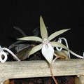 Aerangis fastuosa ssp. francoisii