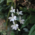 Aerangis hologlottis