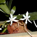 Aerangis jacksonii