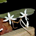 Aerangis jacksonii