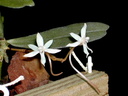 Aerangis jacksonii