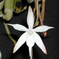 Aerangis kirkii