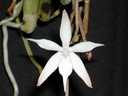 Aerangis kirkii