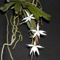 Aerangis kirkii