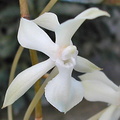 Aerangis kotschyana