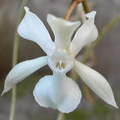 Aerangis kotschyana