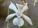 Aerangis kotschyana