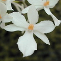 Aerangis luteo-alba x citrata