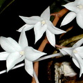 Aerangis modesta 