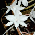 Aerangis modesta 