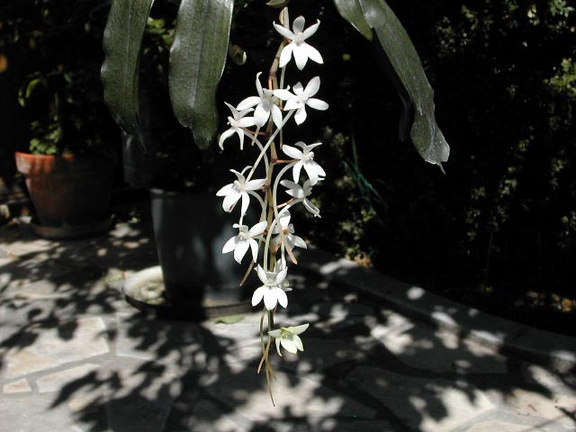 Aerangis mooreana