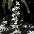 Aerangis mooreana