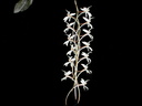 Aerangis mooreana