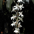 Aerangis mooreana