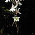 Aerangis mooreana