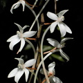 Aerangis mooreana