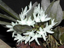 Aerangis hyaloides