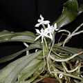 Aerangis somalensis