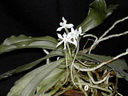 Aerangis somalensis