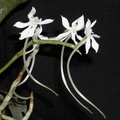 Aerangis somalensis