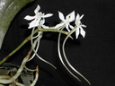 Aerangis somalensis