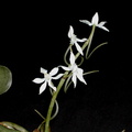 Aerangis somalensis