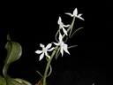 Aerangis somalensis