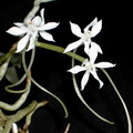 Aerangis somalensis