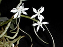 Aerangis somalensis