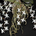 Aerangis stylosa