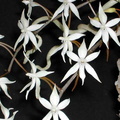 Aerangis stylosa